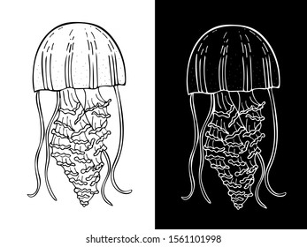vector image jellyfish. two jellyfish colors - black and white