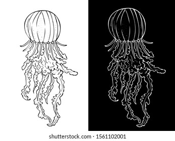 vector image jellyfish. two jellyfish colors - black and white
