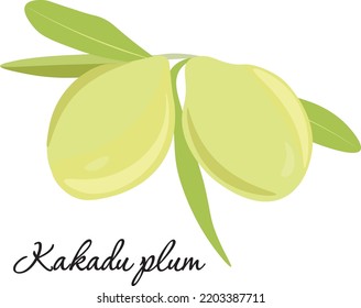 Vector image of Kakadu plum. Plum vector image