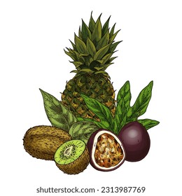 Vector image of kiwi, pineapple, maracuja and passion fruit. Sketch clipart with kiwifruit and organic chinese gooseberry. Vegan and vegetarian ingredient for menu or beverage. Edible exotic plant.
