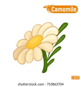 Vector image. Large Bloomed chamomile flower. Color sketch