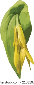 Vector Image of a Large Flowered Bellwort Woodland Wildflower 