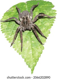 Vector Image of a Large Wolf Spider isolated on a Green Leaf 