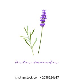 Imagen vectorial de la flor de lavanda y de las hojas