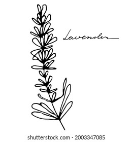 Vector image of lavender with the inscription Lavender. Asketch. Hand-drawn. Design of posters, postcards, invitations, design of weddings, holidays, decor, prints, textiles, wallpapers, tattoo.