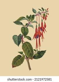 Vector image of leaves and flowers for botanical reference book in vintage style 