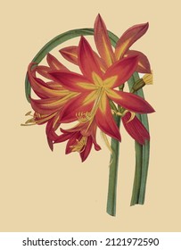 Imagen vectorial de hojas y flores para libro de referencia botánico en estilo vintage 