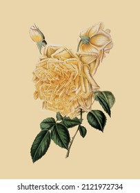 Vektorbild von Blättern und Blumen für botanisches Referenzbuch im Vintage-Stil 