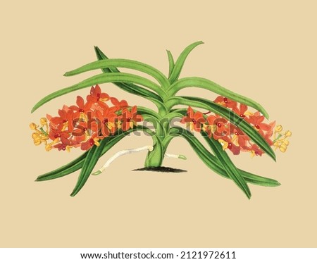 Vector image of leaves and flowers for botanical reference book in vintage style 
