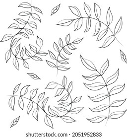 Vector image of leaves in graphic style with one line