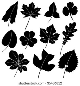 Vector image of leaves isolated on white.