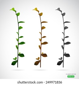 Vector image of leaves on white background