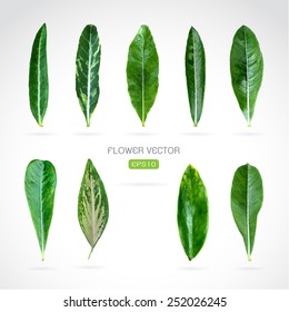 Vector image of leaves on white background