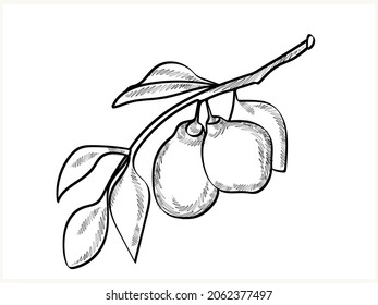 Vector image of a lemon tree branch.Engraving illustration.Image on a white background.