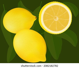 Vector image of lemons with green leaves