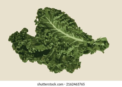 Vector image -lettuce leaves option 
