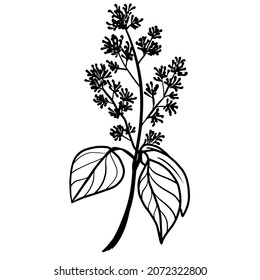 Vector image of a lilac branch with leaves and flowers. Black outline. Hand-drawn. Design of posters, postcards, invitations, design of weddings, holidays, decor.