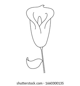 Vector image of a lily flower in black and white 