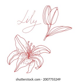 Vector image of a Lily flower with a bud, leaves and the inscription-Lily. A sketch. Hand-drawn. Design for fabric, print, wallpaper, tattoo, wedding.
