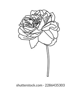 a vector image of lineart a rose flower on a white background. Vector design illustration.