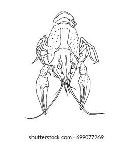 Vector image of lobster