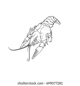 Vector image of lobster