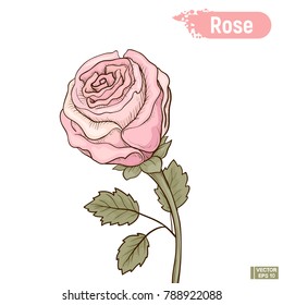 Vector image. A lush pink rose. A blossoming pink flower.