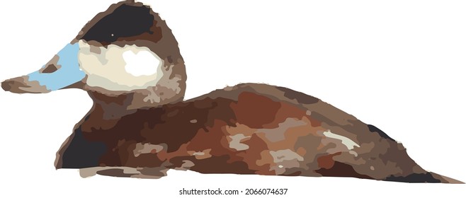 Vector Image of a Male Ruddy Duck Waterfowl Bird 