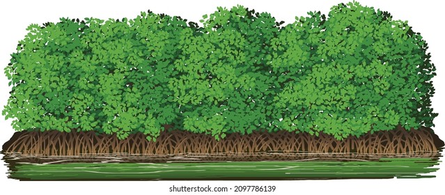 Vector image of a mangrove trees that usually grows in tropical coastal areas
