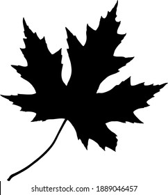 Vector image of a maple leaf