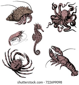 vector image marine inhabitants