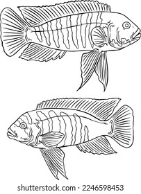 vector image of mbuna cichlid fish for usage - marked version