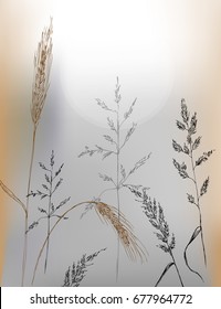 Vector image of meadow plants and wheat.