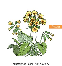 Vector image of medical plant Primrose. Outline botanical colorful illustration