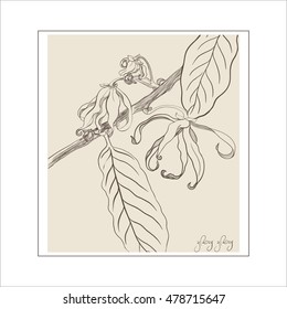Vector Image medicinal, perfumery and cosmetic plants. Supplements. Healthy lifestyle. Ylang-ylang.