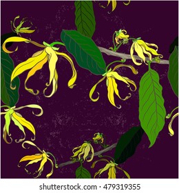 Vector Image medicinal, perfumery and cosmetic plants. Branches Cananga odorata. Wallpaper. Use printed materials, signs, posters, postcards, packaging. Seamless pattern.