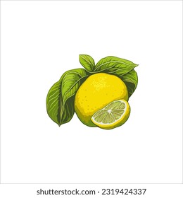 vector image of melon, yellow, green, white background.