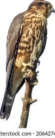 Vector Image Of A Merlin Falcon Bird Perched On A Branch