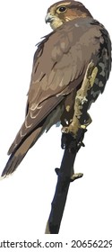 Vector Image of a Merlin Falcon Bird of Prey Perched on a Branch