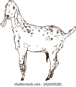 Vector image of milk bottle or milky can. Sketch agricultural illustration in the style of engraving for milk farm emblem.