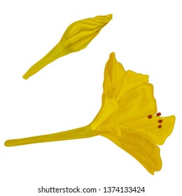 Vector image of Mirabilis flower. Yellow night flower with red stamens. Isolated on white background.