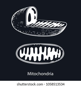 Vector image of mitochondria