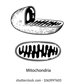 Vector image of mitochondria