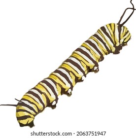 Vector Image of a Monarch Butterfly Caterpillar 