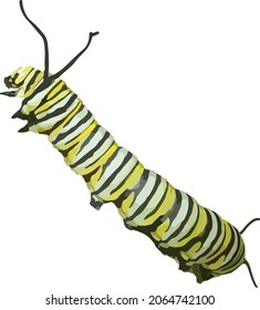 Vector Image of a Monarch Butterfly Caterpillar Isolated with no Background
