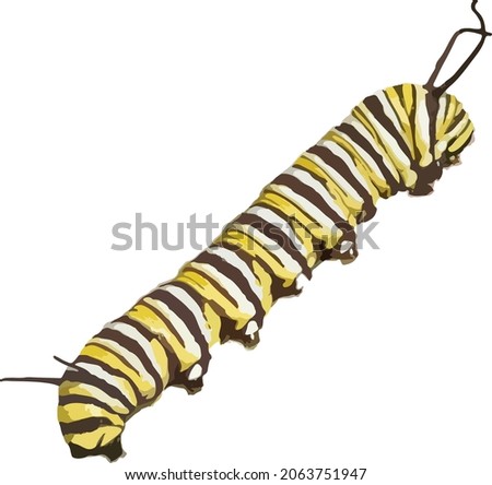 Vector Image of a Monarch Butterfly Caterpillar 