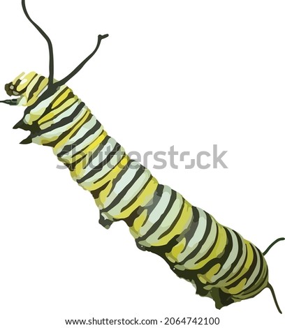 Vector Image of a Monarch Butterfly Caterpillar Isolated with no Background
