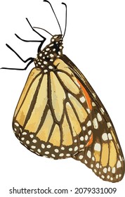 Vector Image of a Monarch Butterfly Insect Cutout and Isolated