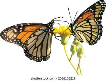 Vector Image of Monarch Butterfly (Left) and Viceroy Butterfly (Right) Side by Side 