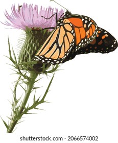 Vector Image of a Monarch Butterfly On a Pink Field Thistle Flower 